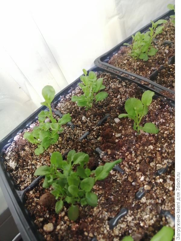 Заметно подросли