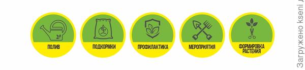 Уход и наблюдения за томатами.