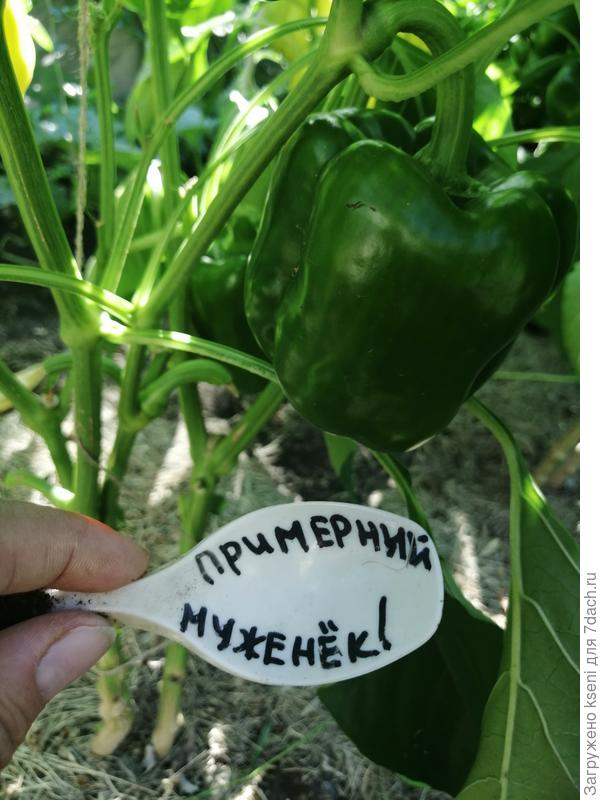 Примерный муженек. Отменный сорт, плоды яркого, красного цвета. Плоды вкусные, кубовидной формы. Толстые стенки у плодов.