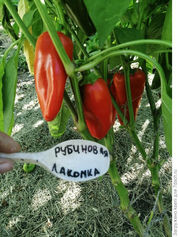 Рубиновая лакомка. Плоды не очень крупные, куст был усыпан этими чудесными рубиновыми перчиками. Высокий.