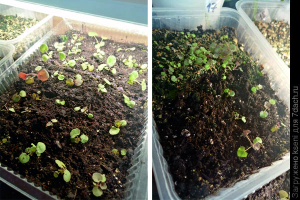 Гейхеры 2022 из семян