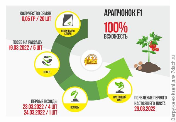 Итоги I этапа томата «Арапчонок F1»