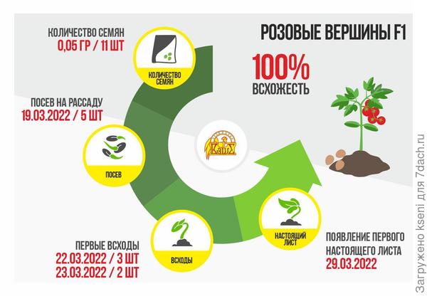 Итоги I этапа томата «Розовые вершины F1»
