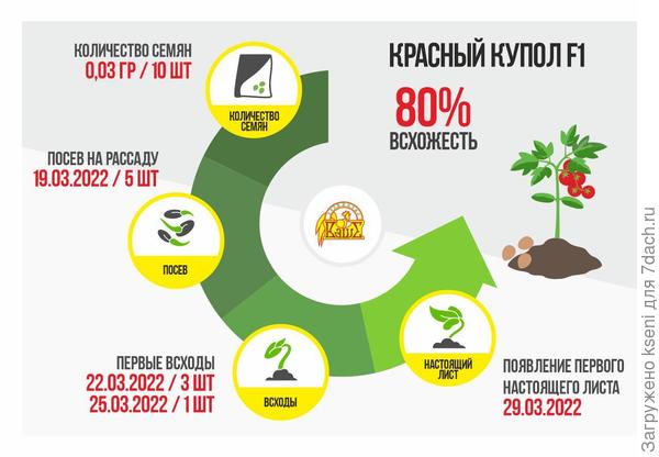 Итоги I этапа томата «Красный купол F1»