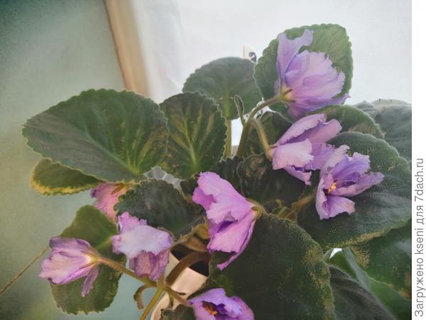 На одном кустике махровые и обычные цветки