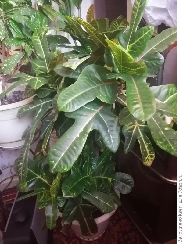 Красавец с красивыми крупными листьями необычной формы