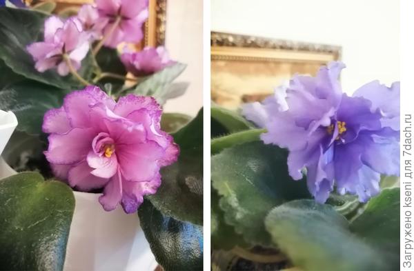 Цветение фиалок