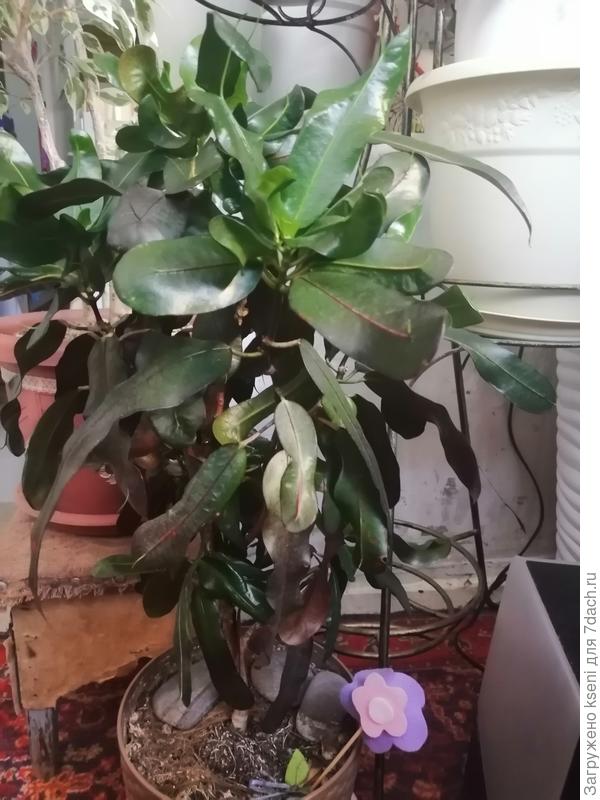 Длинные листья насыщенного цвета, если поставить в более освещенное место он, станет еще ярче