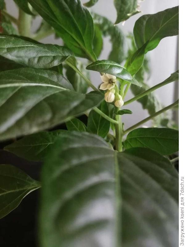 Острый перчик