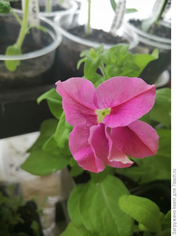 рассада тоже начинает свое цветение дома