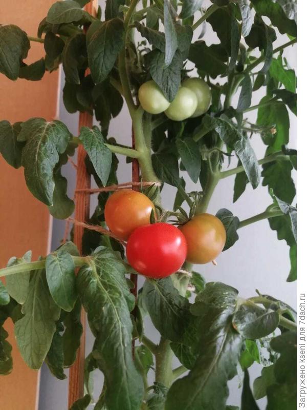 Чудо карлик