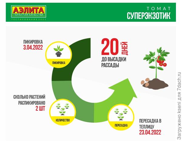 Томат Суперэкзотик