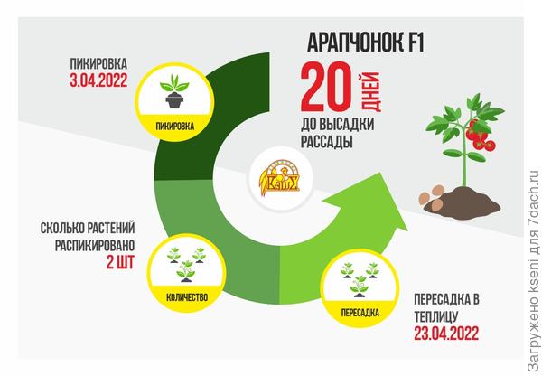 Томат Арапчонок