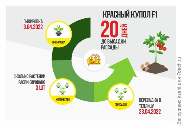 Томат Красный купол F1