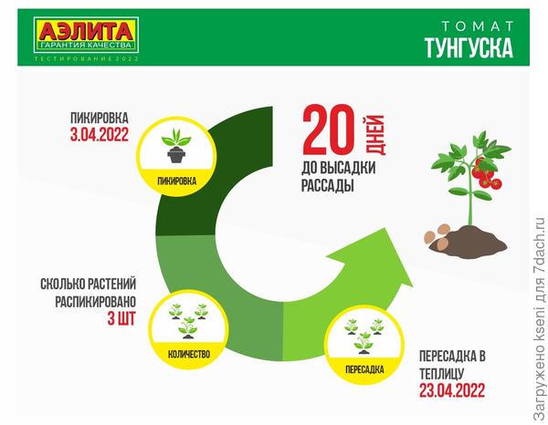 Томат Тунгуска