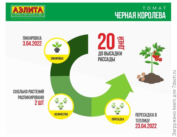 Томат Черная королева