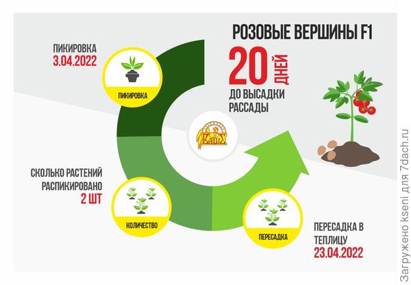 Томат Розовые вершины F1