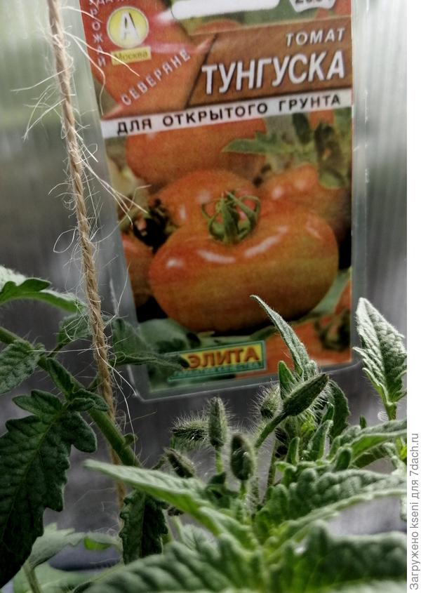 томат Тунгуска