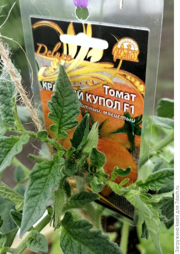 Первые бутоны 14.05.22 г.