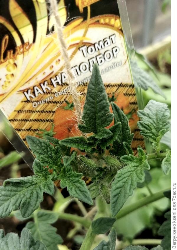 Первые бутоны 14.05.22 г.