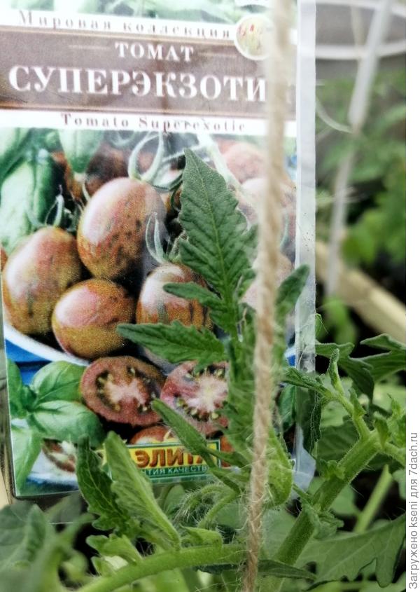 Первые бутоны 14.05.22 г.