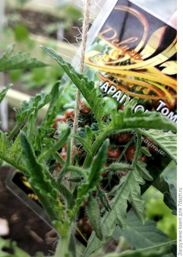 Первые бутоны 14.05.22 г.