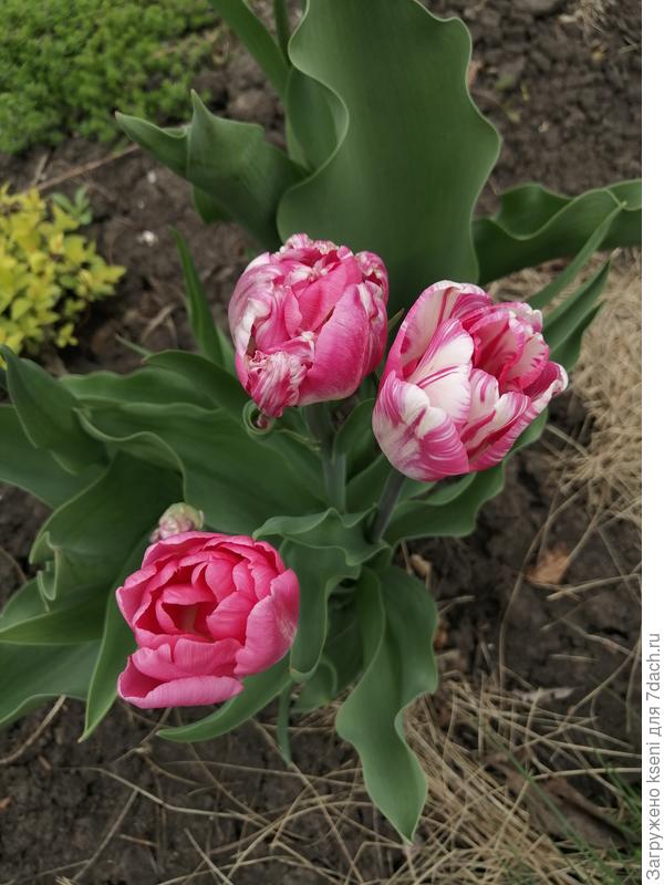 Тюльпаны