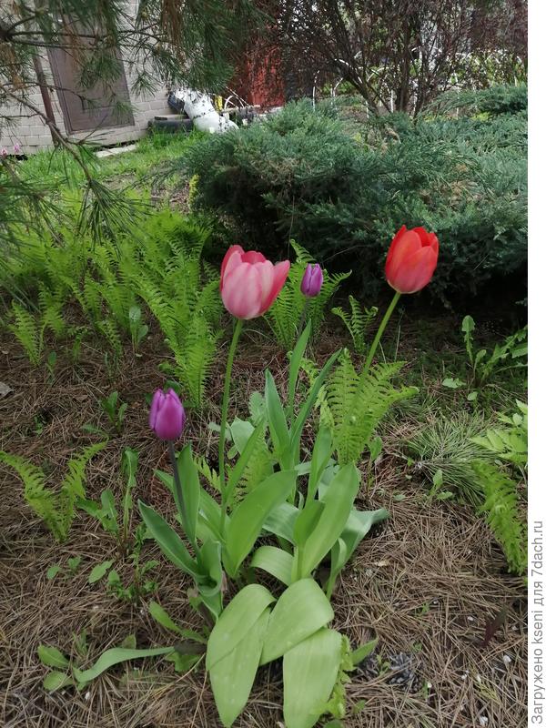 Тюльпаны