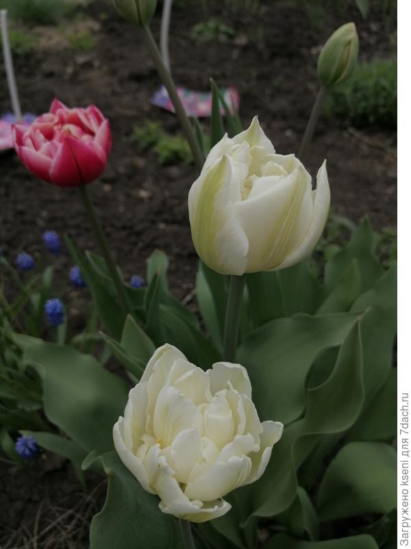 Тюльпан Mondial