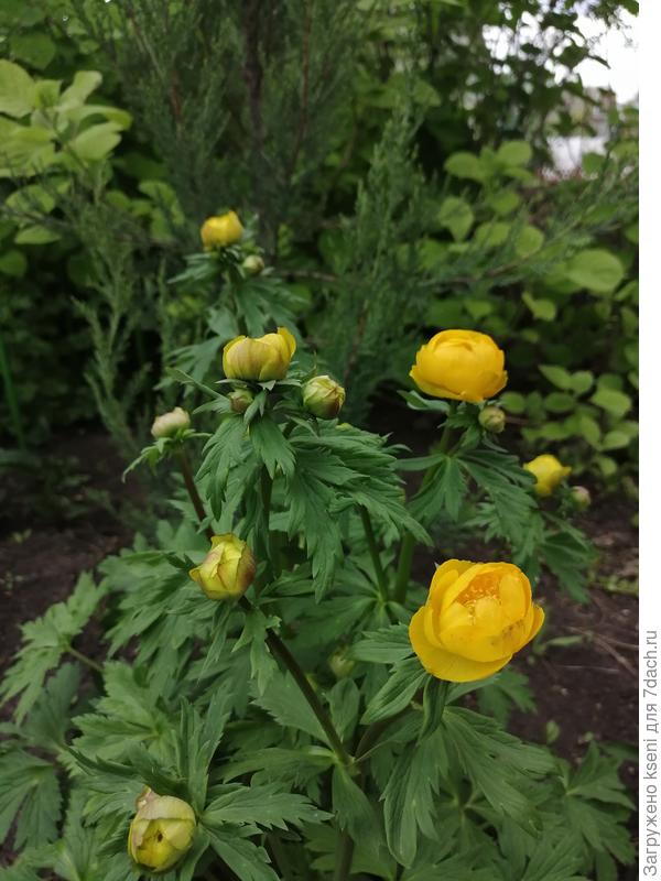 Купальница