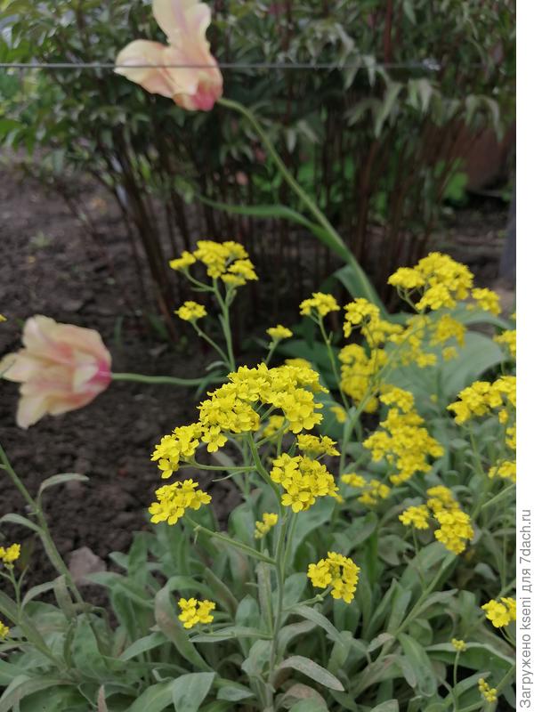 Алиссум желтый