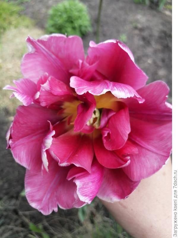 Тюльпан Tulipa Double Kate Showcase