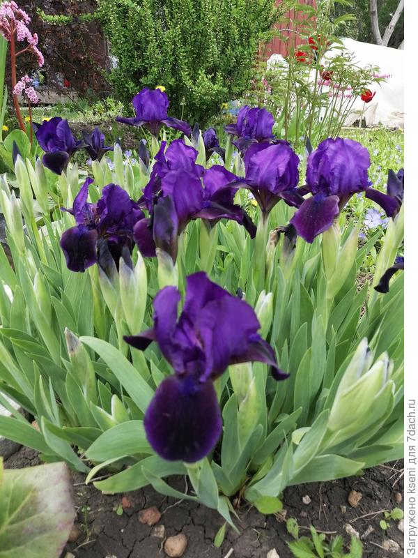 Ирисы карликовые
