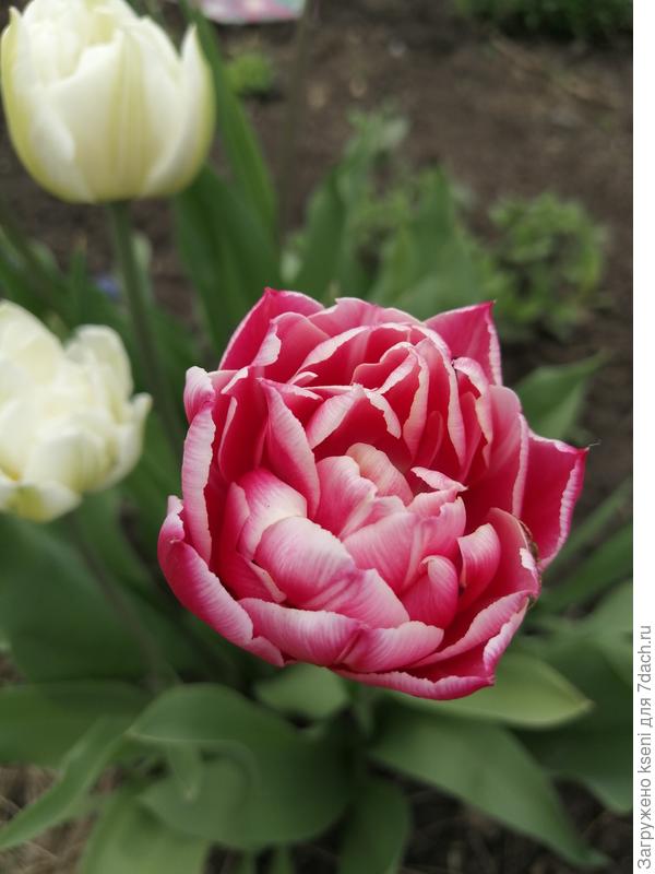 Тюльпан махровый