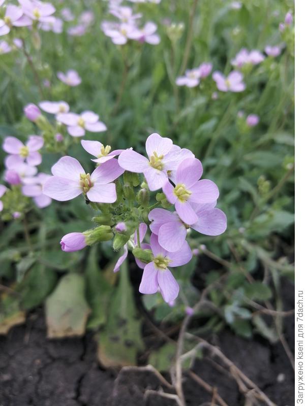 Арабис Альпийский