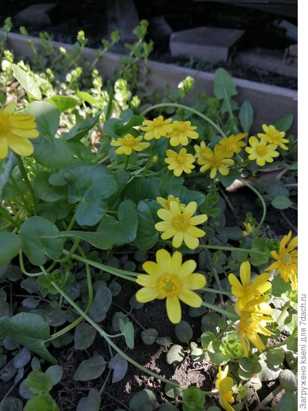 Чистяк весенний