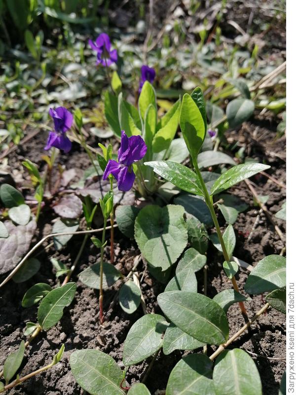 Фиалки садовые