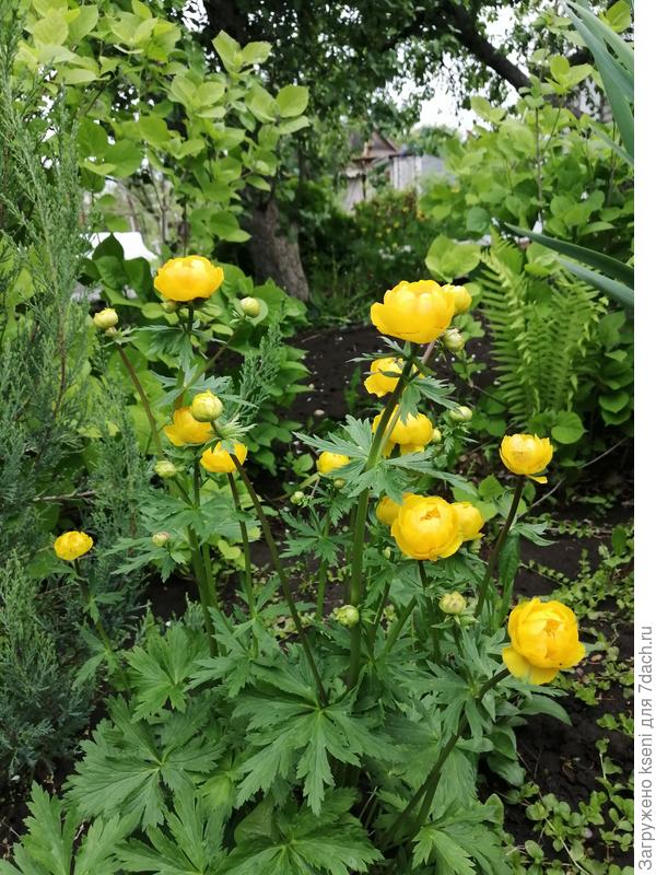 Купальница