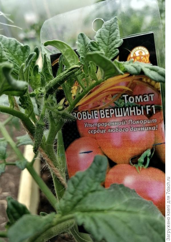 Первые бутоны 22.05.22 г.