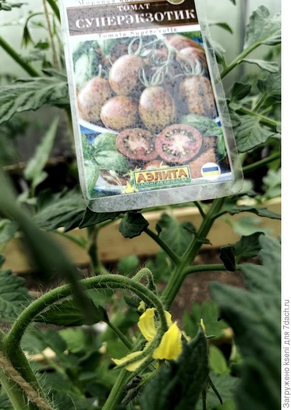 Цветение 22.05.22 г.