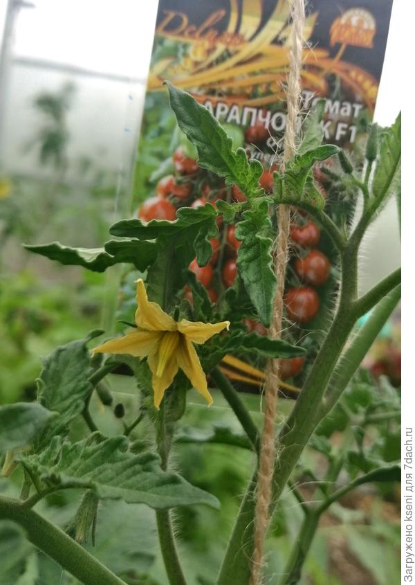 Цветение 22.05.22 г.