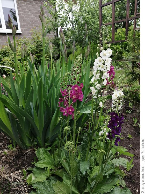 Коровяк Царский скипетр