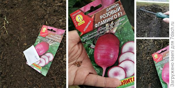 Дайкон посев 22.05.22г. в теплицу.