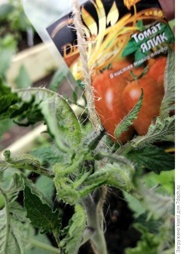 Первые бутоны 22.05.22 г.