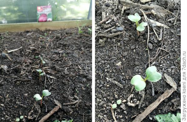 Всходы 28.05.22 г.