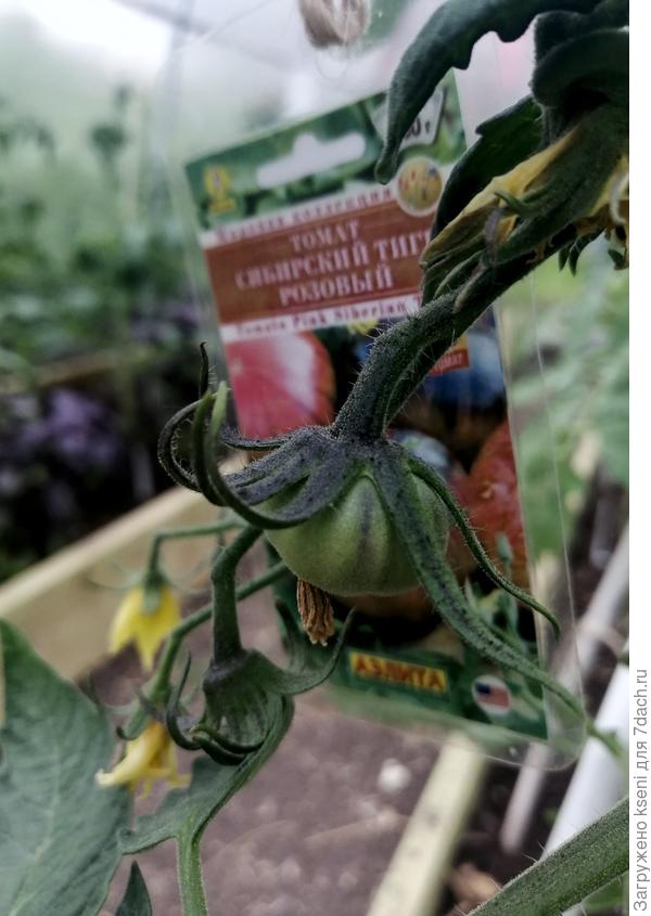 Первые завязи 28.05.22 г.