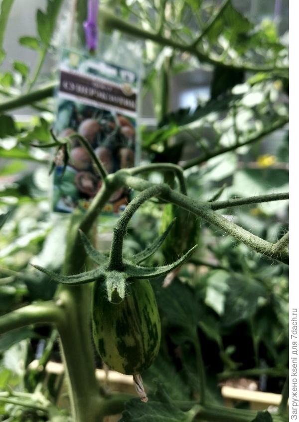 Первые завязи 05.06.22 г.