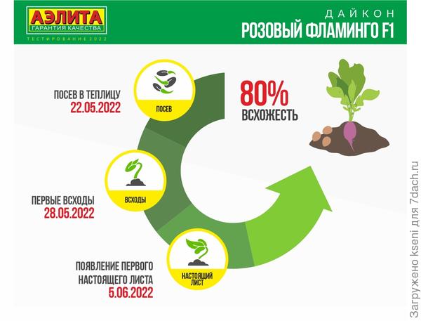 Результаты первого этапа тестирования дайкона ' ' от «Аэлиты»