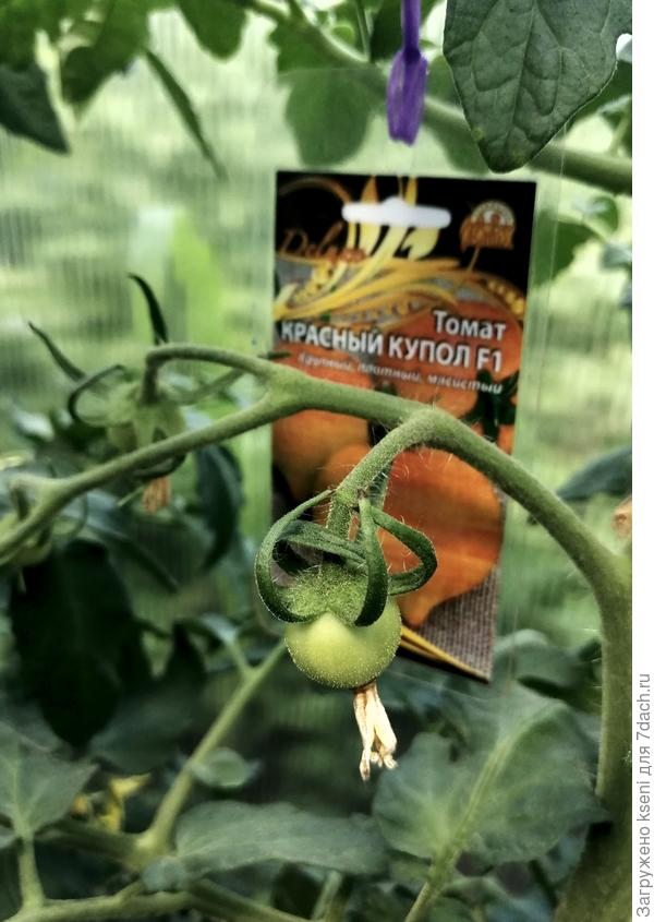 Первые завязи 18.06.22 г.