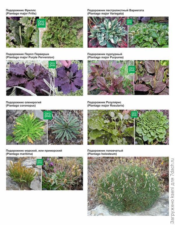 Вот такое подорожниковое разнообразие